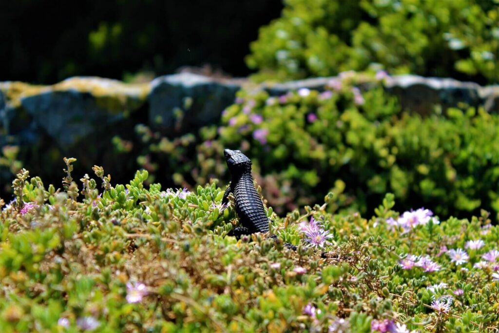 Hogyan tervezhetsz kertet online, mielőtt egy ásót is megfognál?