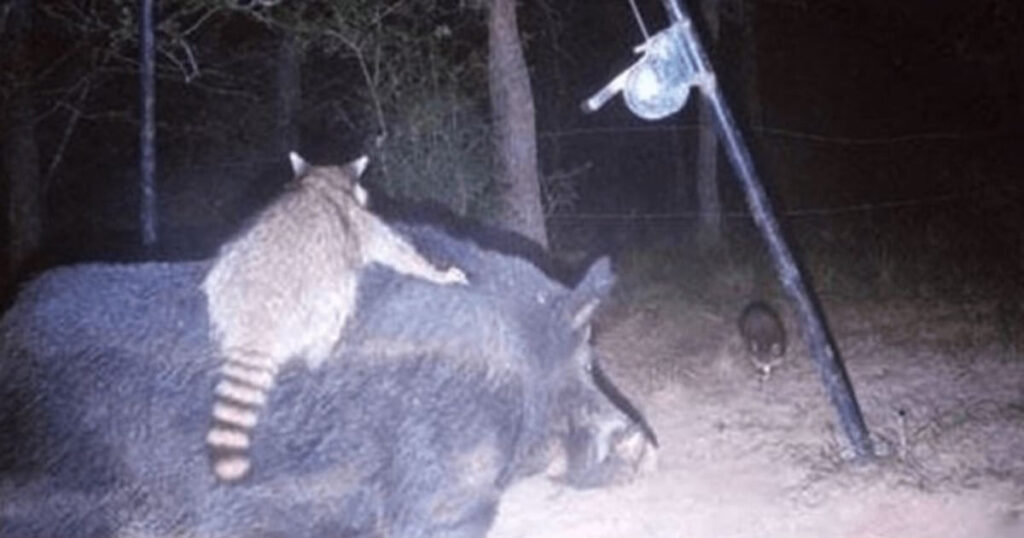 Digitális segítség a természetben: eszközök, amelyek nem törik meg a csendet